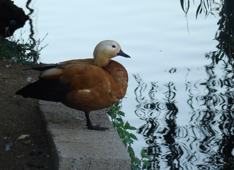 Anatidae da identificare [Casarca femmina]